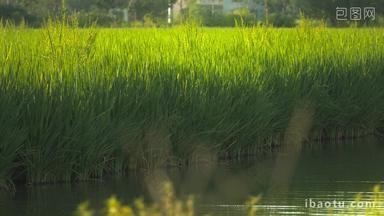 农村水稻田野五常大米粮食丰收